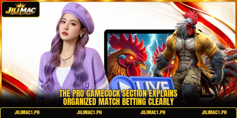 The pro gamecock section explains organized match betting clearly